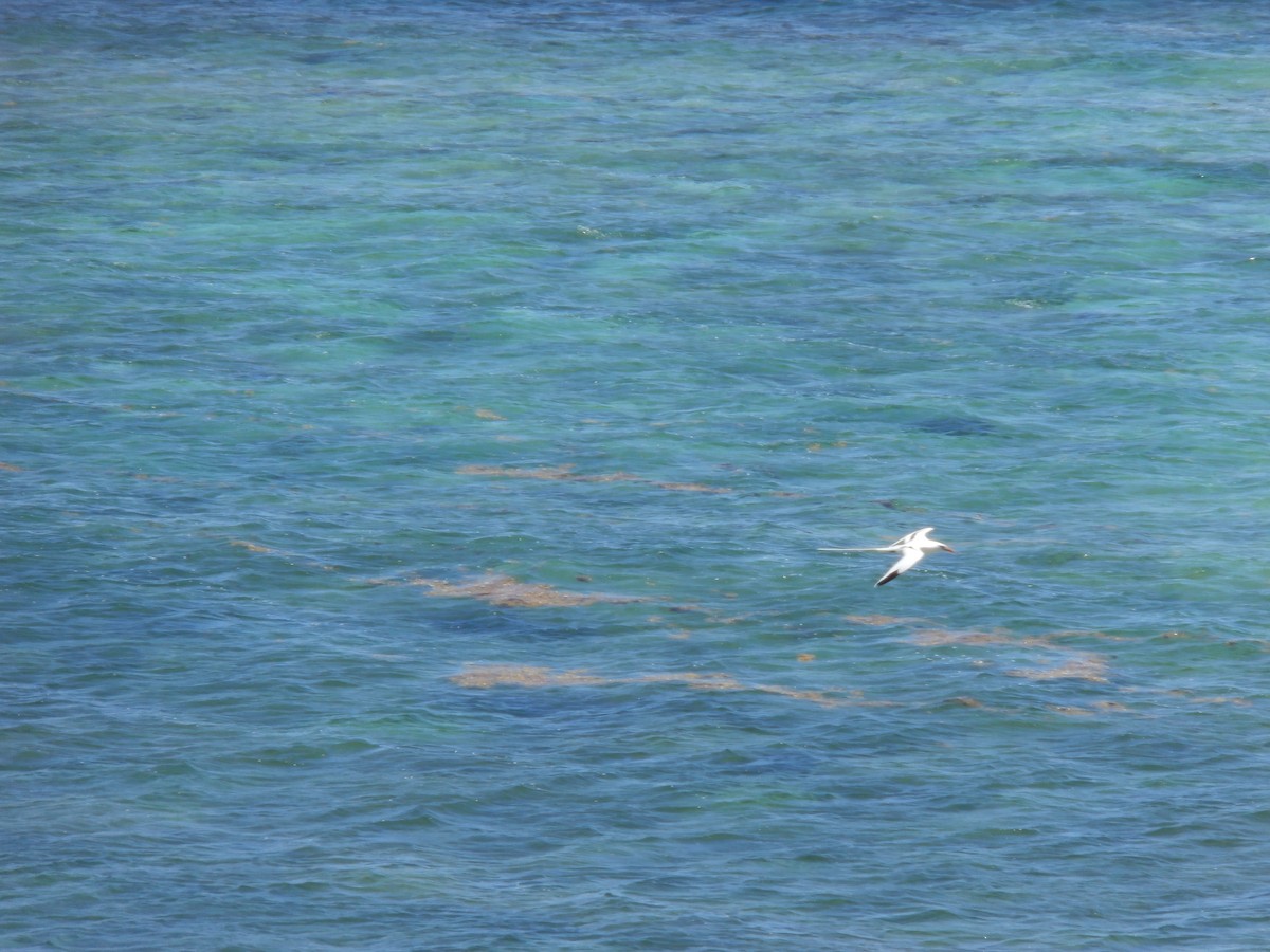 White-tailed Tropicbird - ML105009651