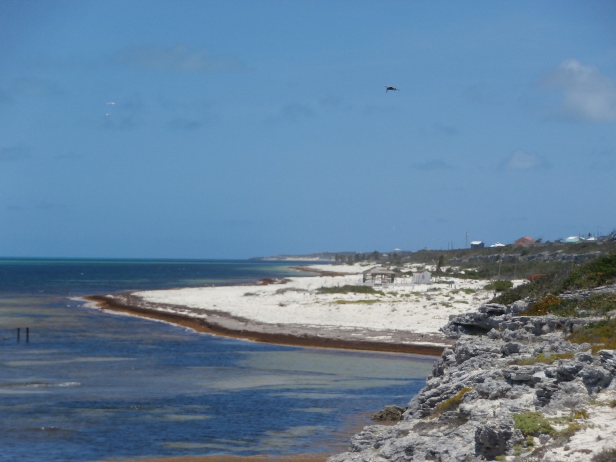 Brown Pelican - ML105009671