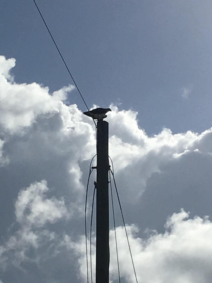 Osprey - ML105010591