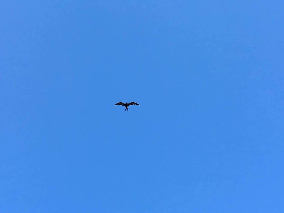 Magnificent Frigatebird - ML105010611