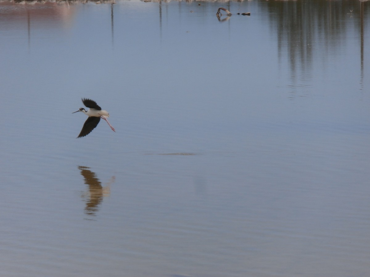 Black-necked Stilt - ML105010681