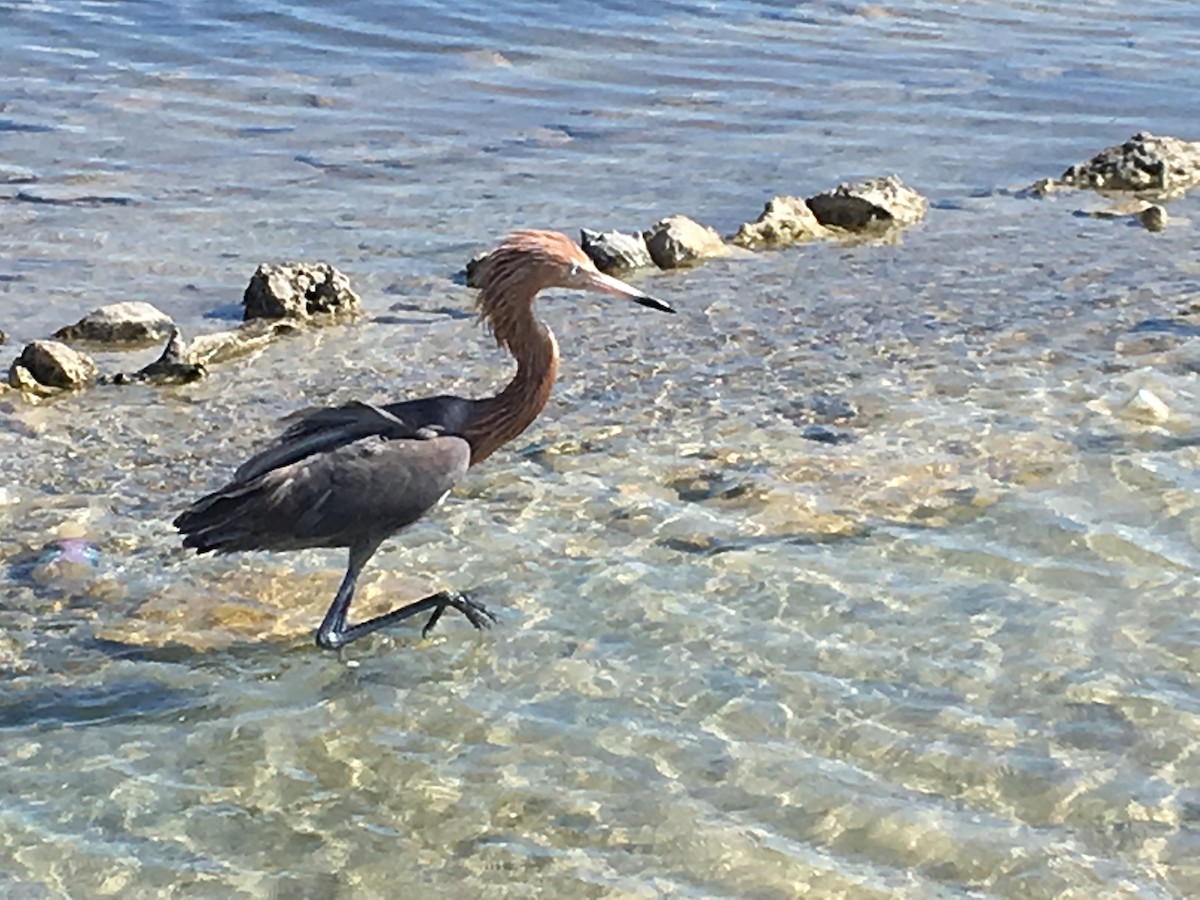 Reddish Egret - ML105010721