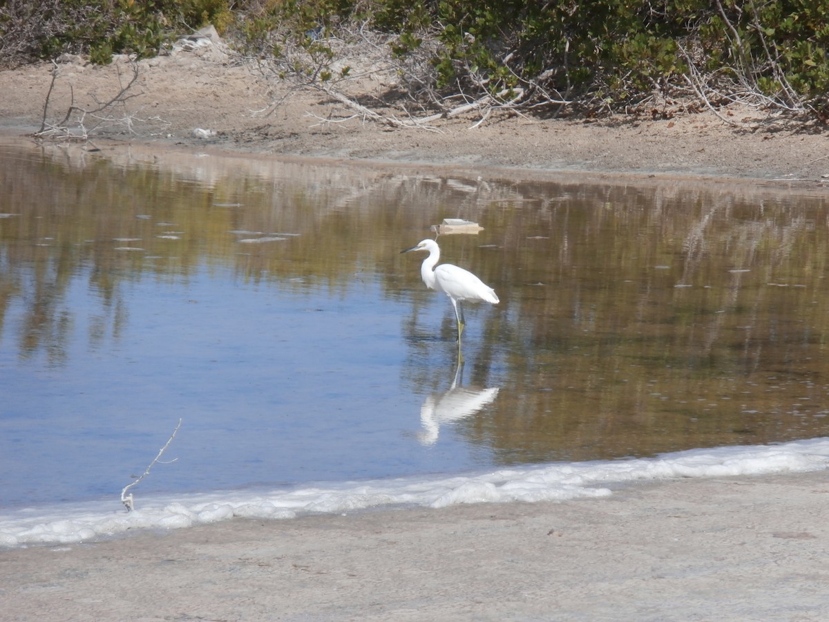 Snowy Egret - ML105011771