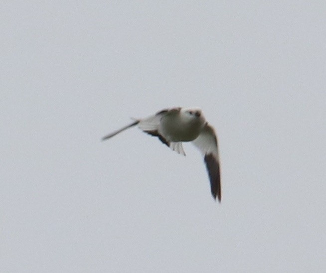 Snow Bunting - ML105011801