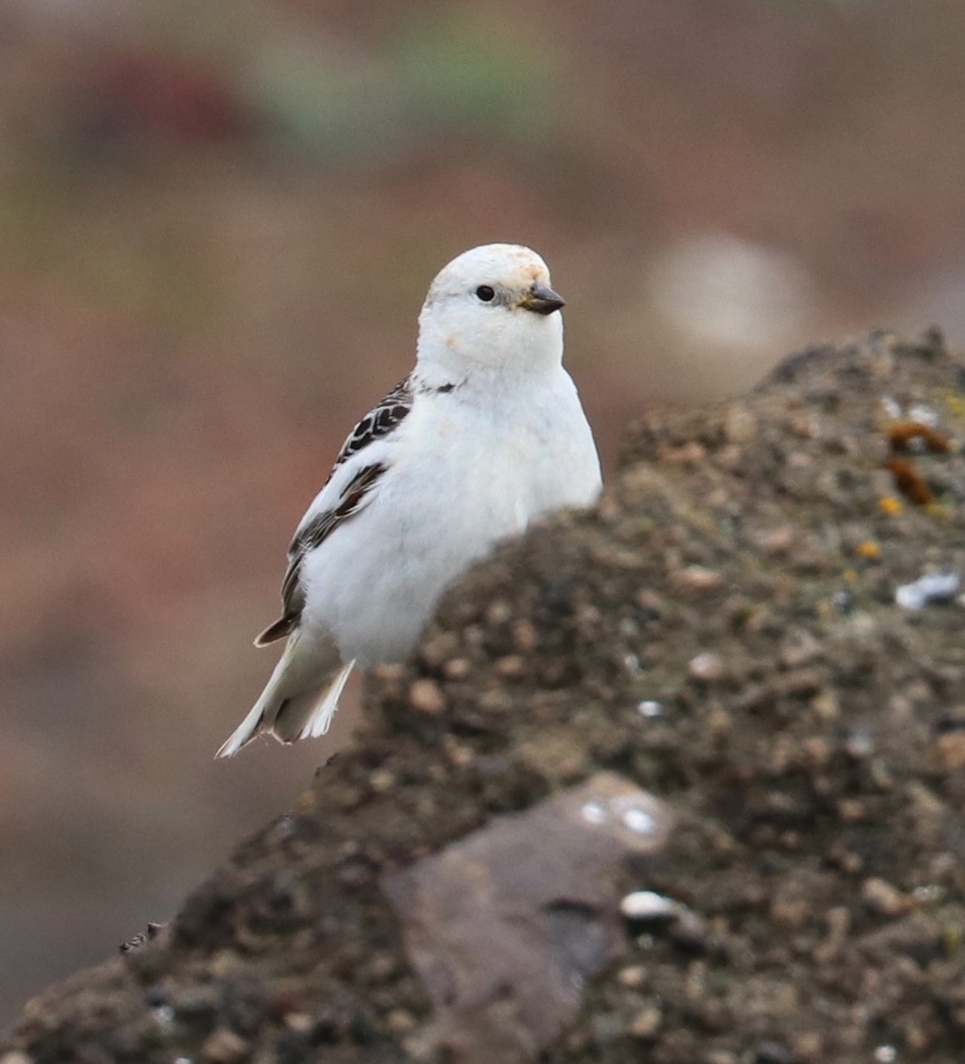 Snow Bunting - ML105011841