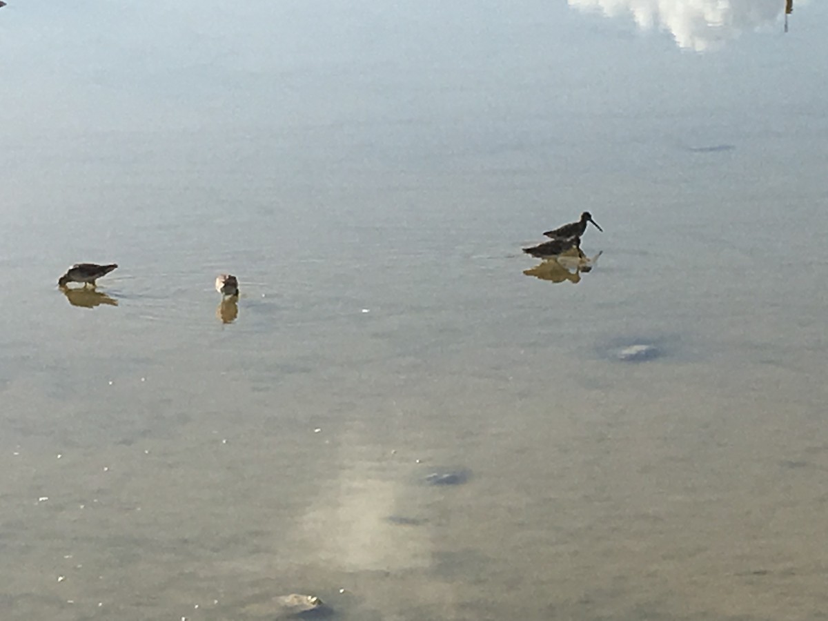 Short-billed Dowitcher - ML105011991
