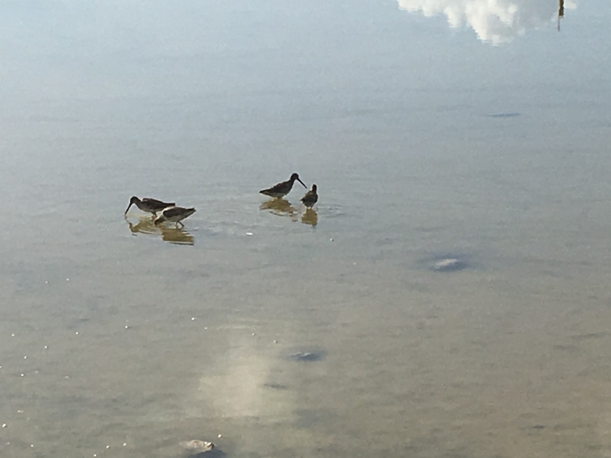 Short-billed Dowitcher - ML105012001