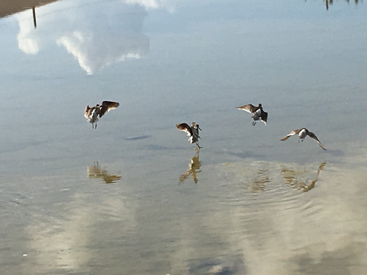 Short-billed Dowitcher - ML105012011