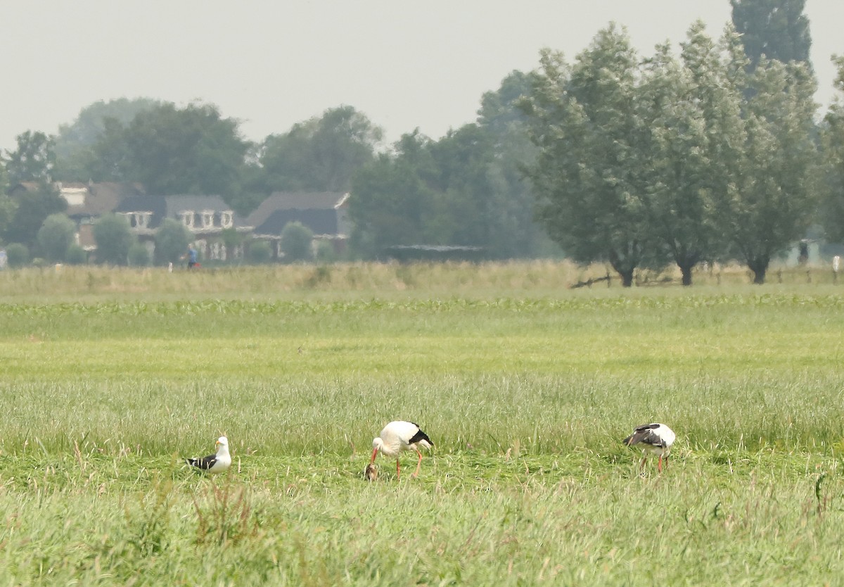 White Stork - ML105013051