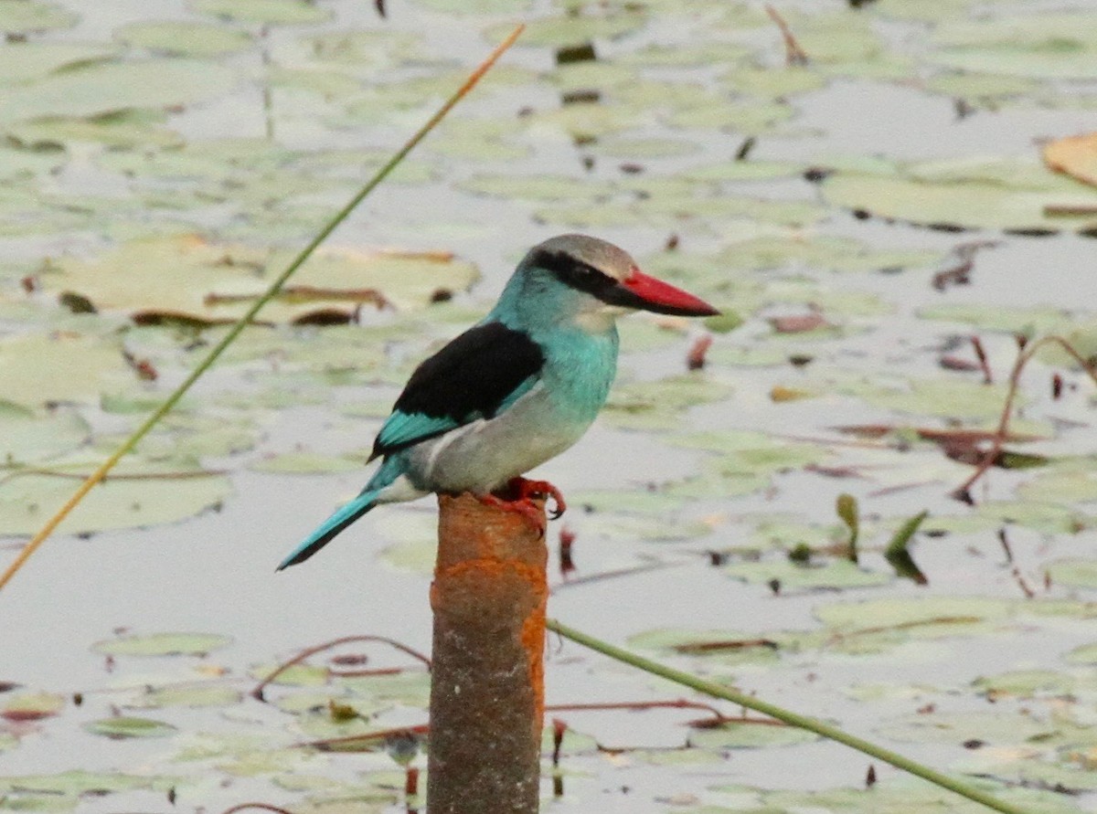 Blue-breasted Kingfisher - ML105013401