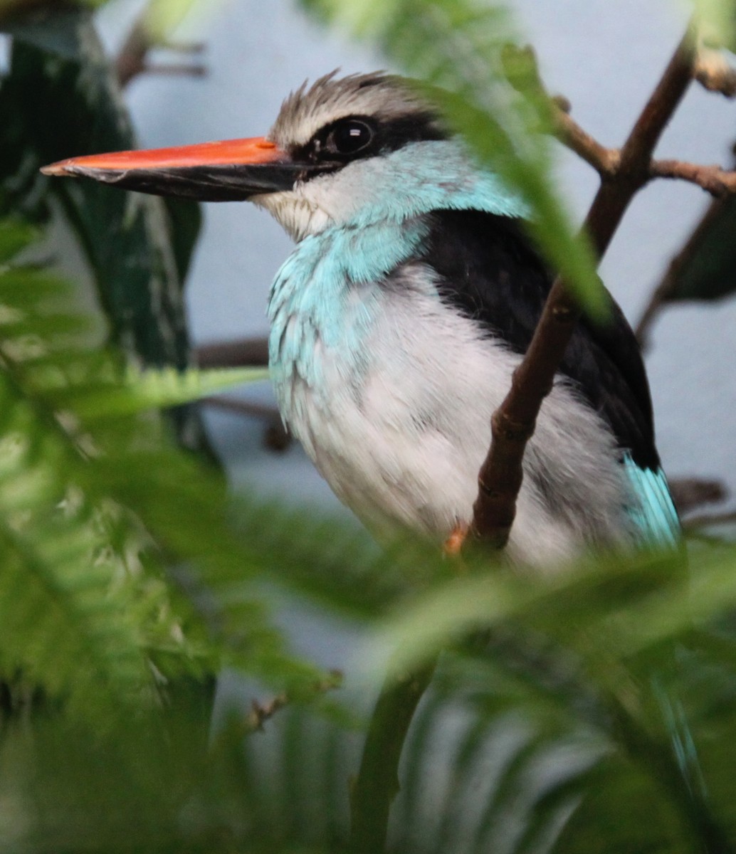 Blue-breasted Kingfisher - ML105013421