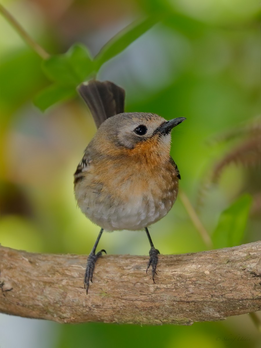 カウアイヒタキ - ML105014761