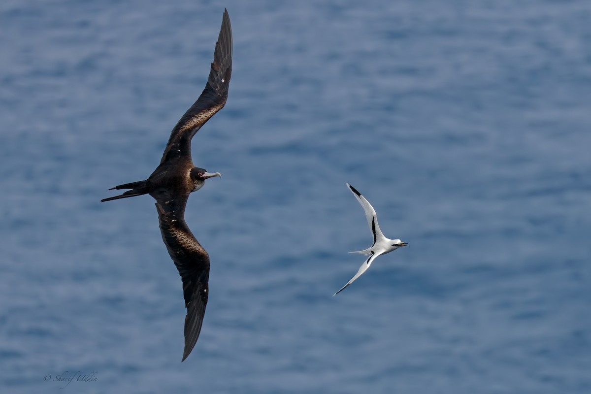 Great Frigatebird - ML105015021