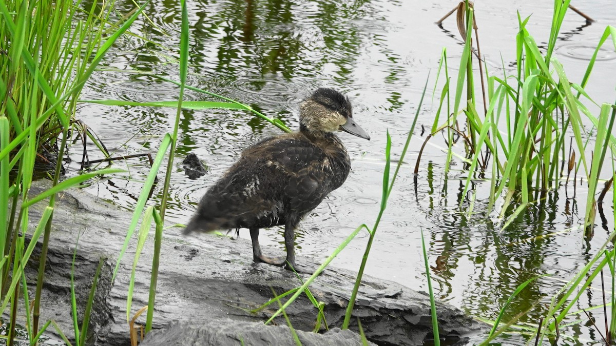 American Black Duck - ML105016361