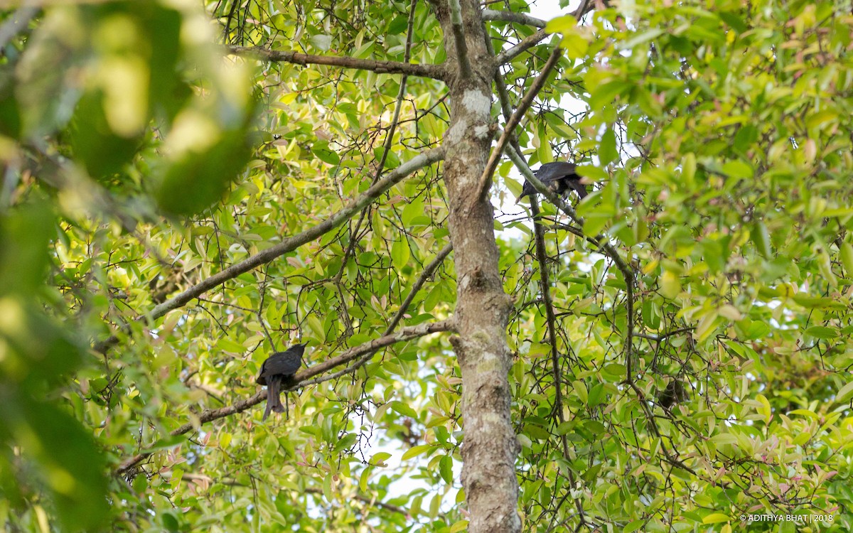 Fork-tailed Drongo-Cuckoo - Adithya Bhat