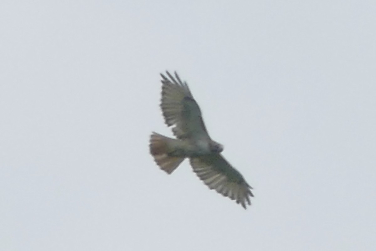 Red-tailed Hawk - ML105021581