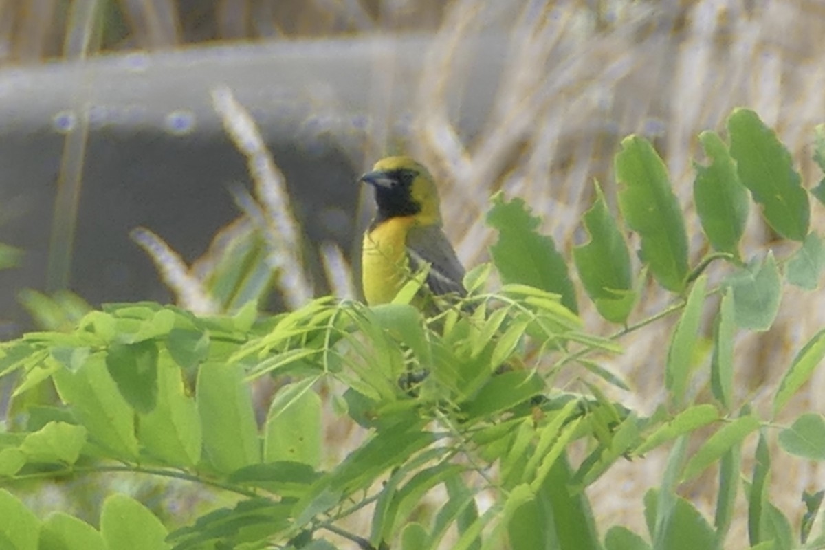Orchard Oriole - ML105021671