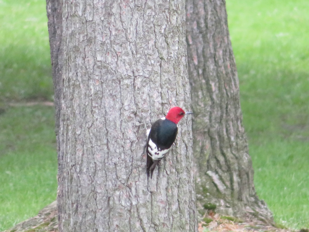 Pic à tête rouge - ML105023381