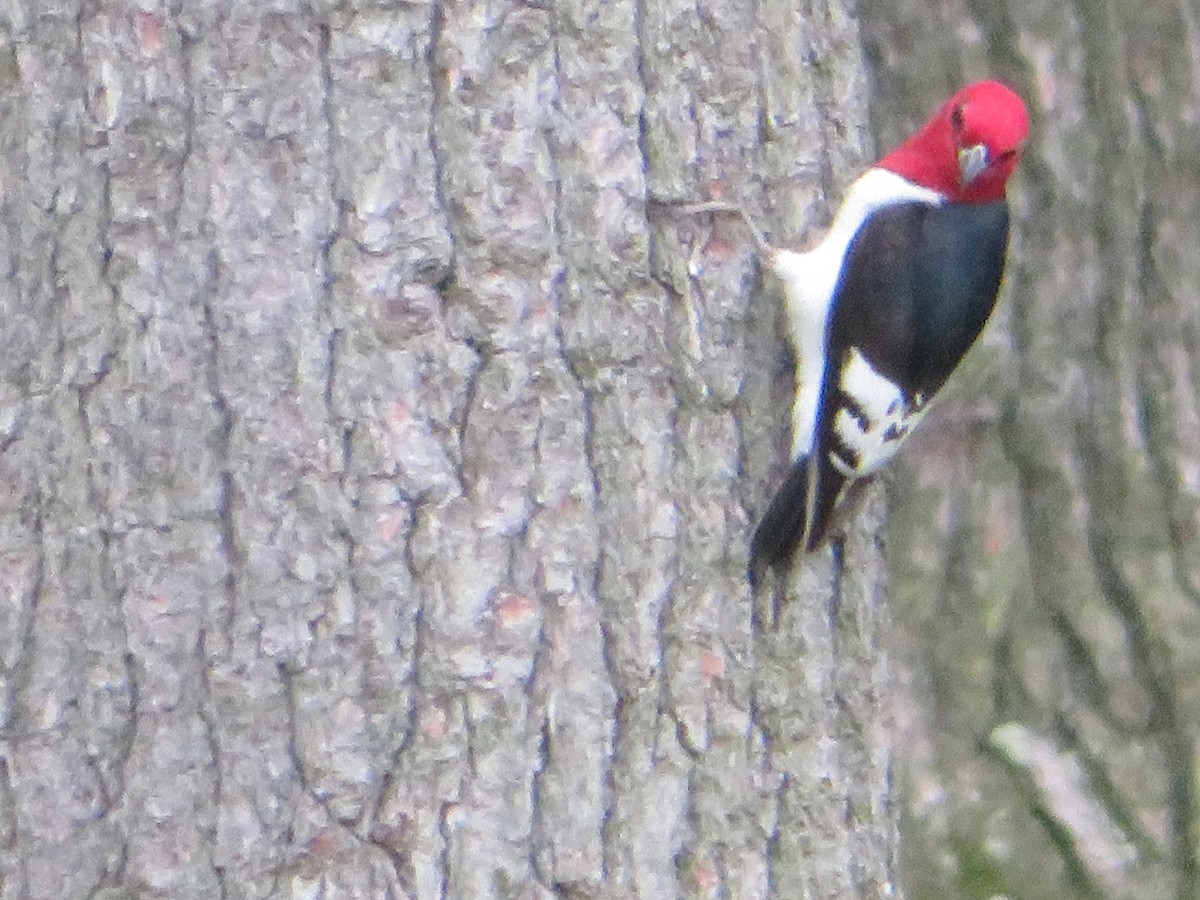 Red-headed Woodpecker - ML105023391