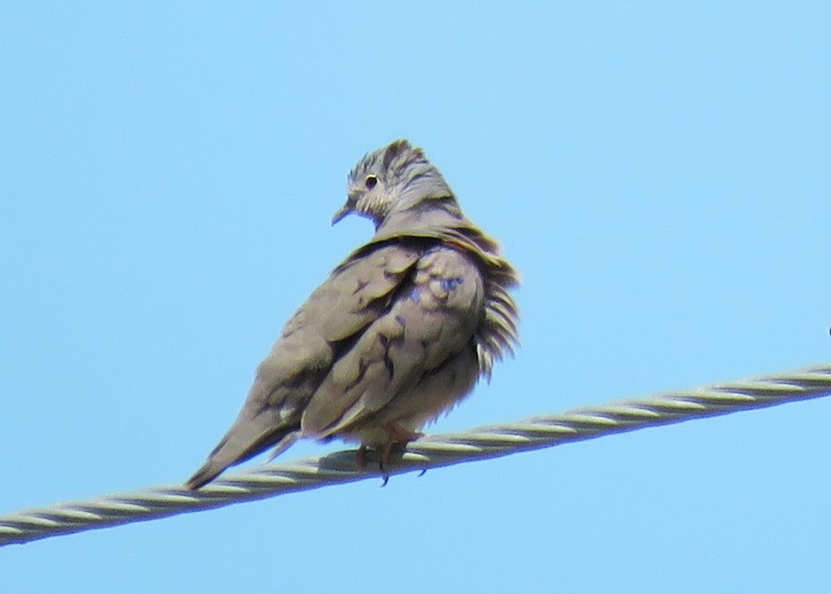 Plain-breasted Ground Dove - ML105024701