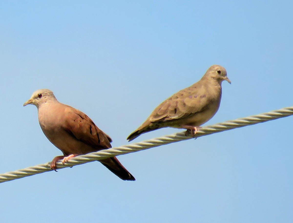 Plain-breasted Ground Dove - ML105024731