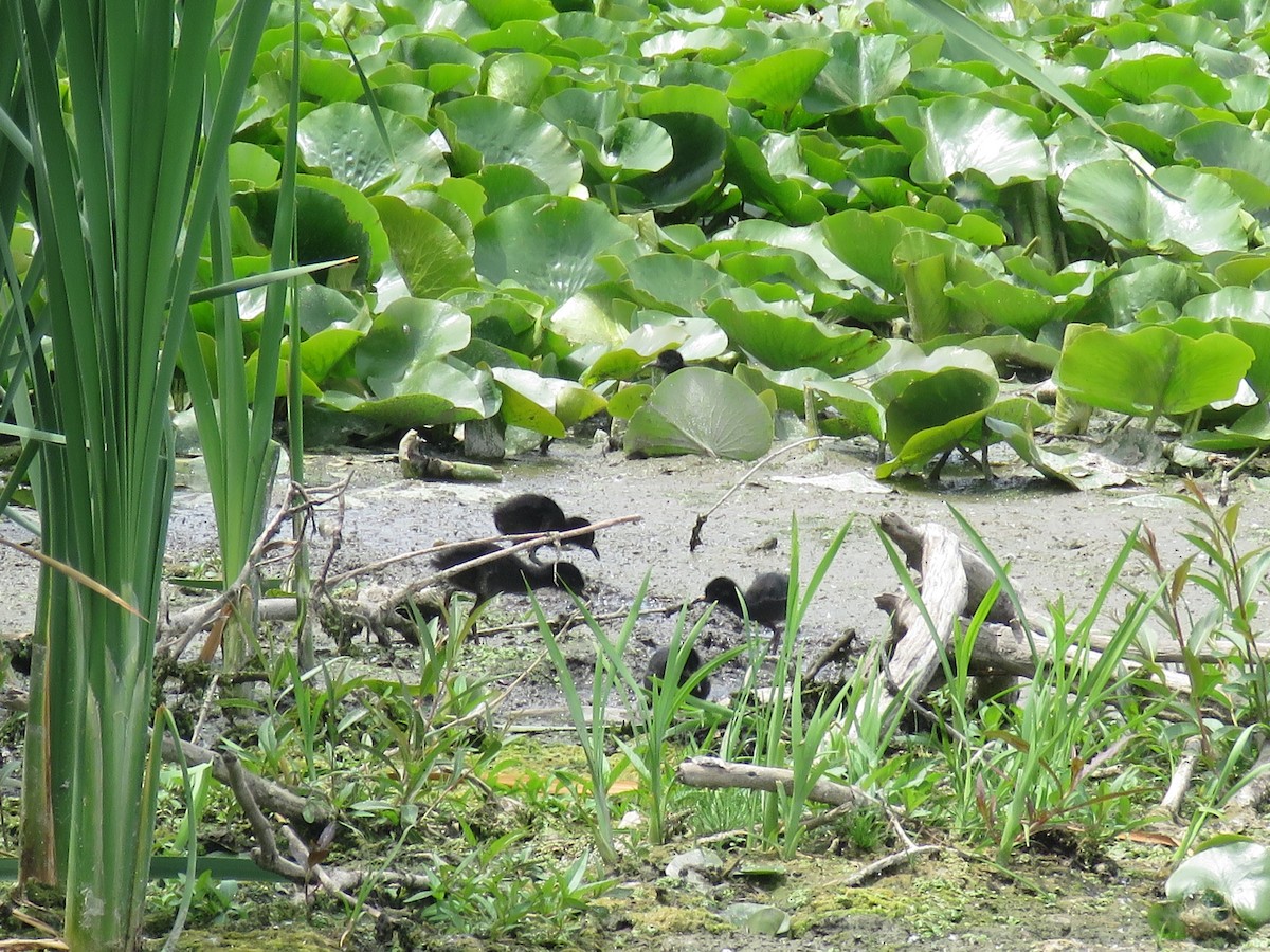 Virginia Rail - ML105026441