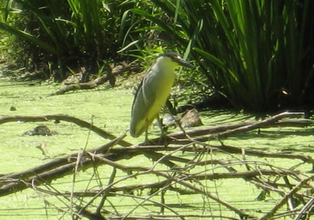 Black-crowned Night Heron - ML105026621