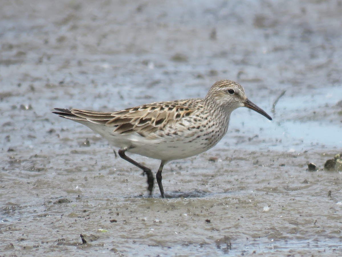 Weißbürzel-Strandläufer - ML105026631