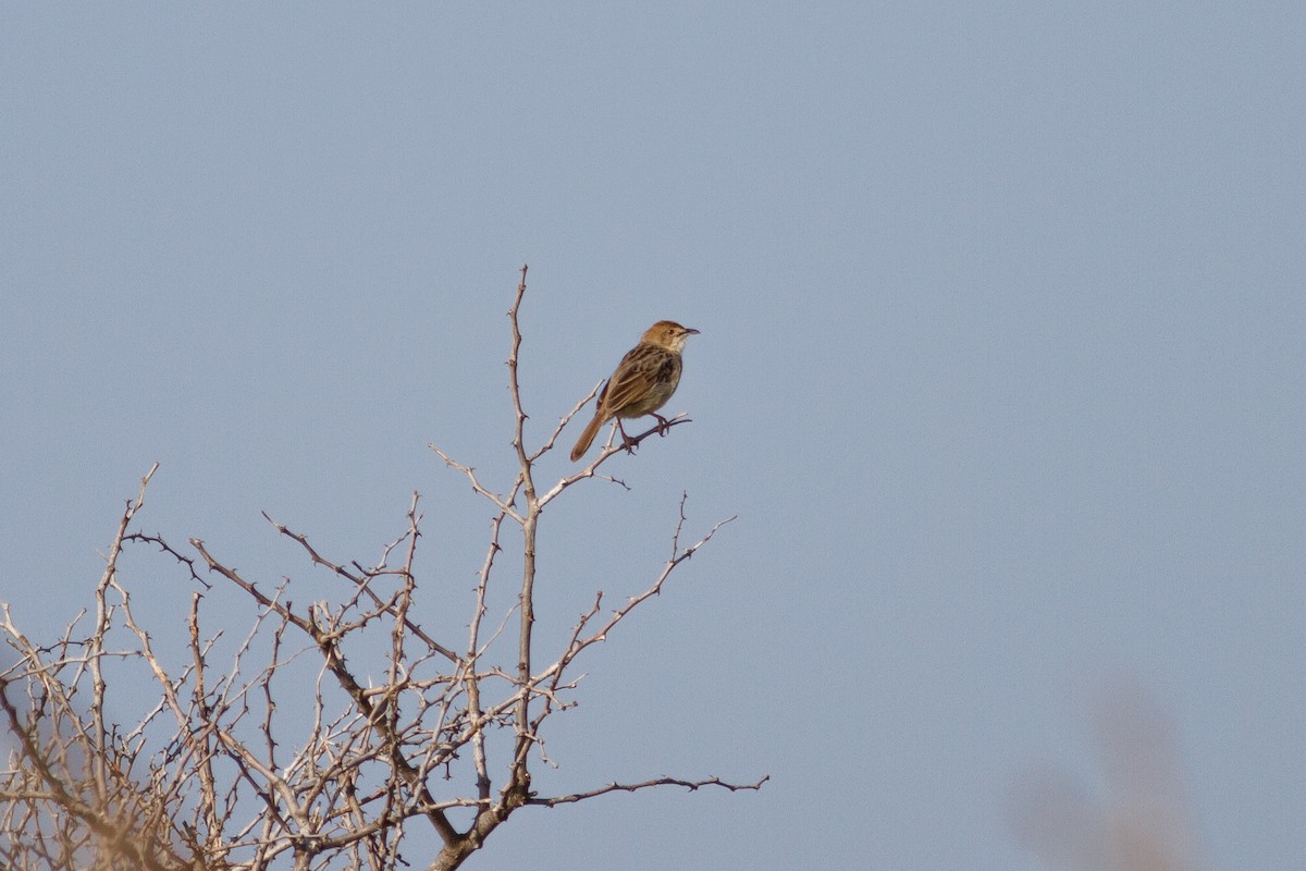 Rattling Cisticola - ML105026821