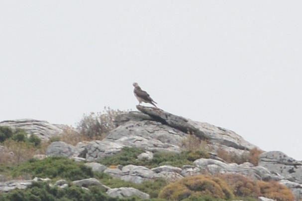 Águila Pescadora - ML105026901