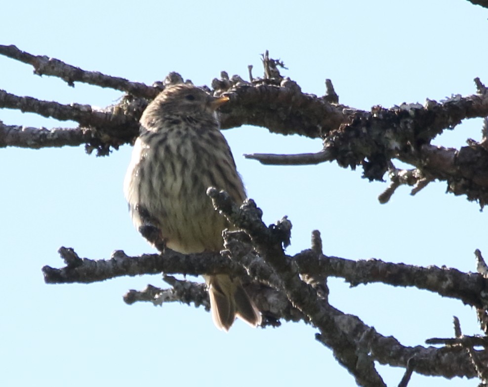 Pine Siskin - ML105027831