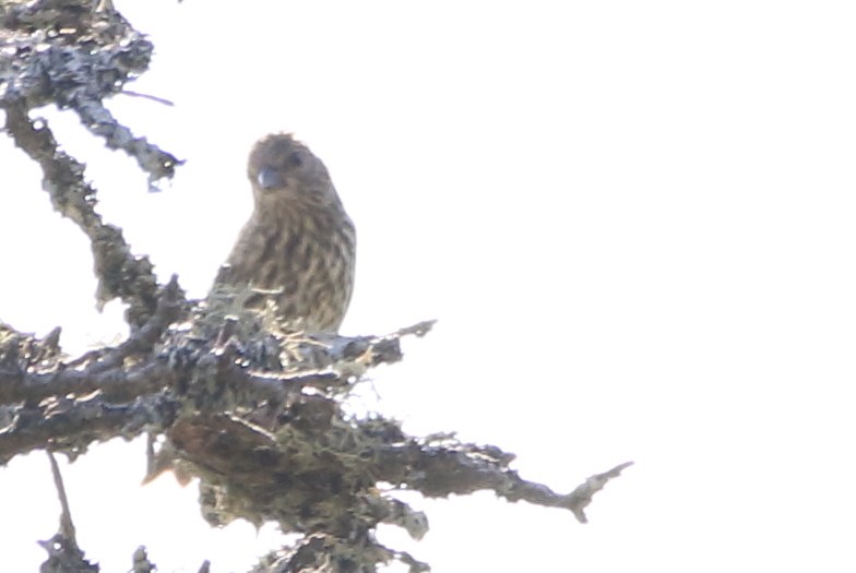 Pine Siskin - ML105027861