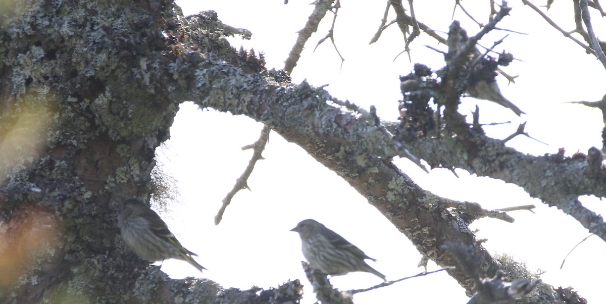 Pine Siskin - Jeff Hullstrung