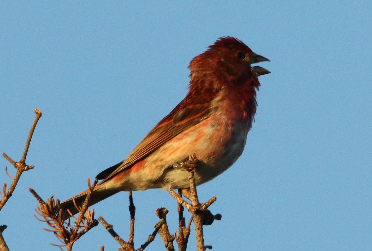 Purple Finch - ML105028051