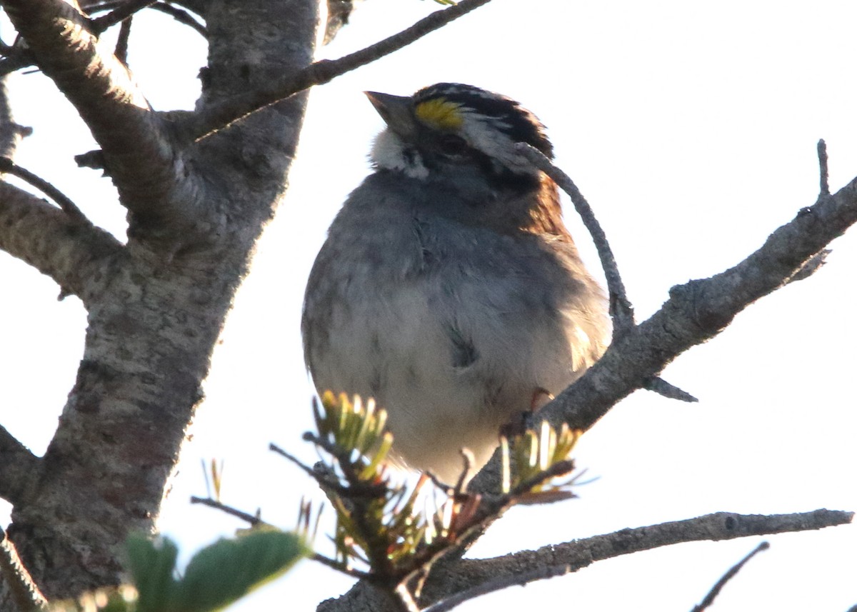 White-throated Sparrow - Jeff Hullstrung