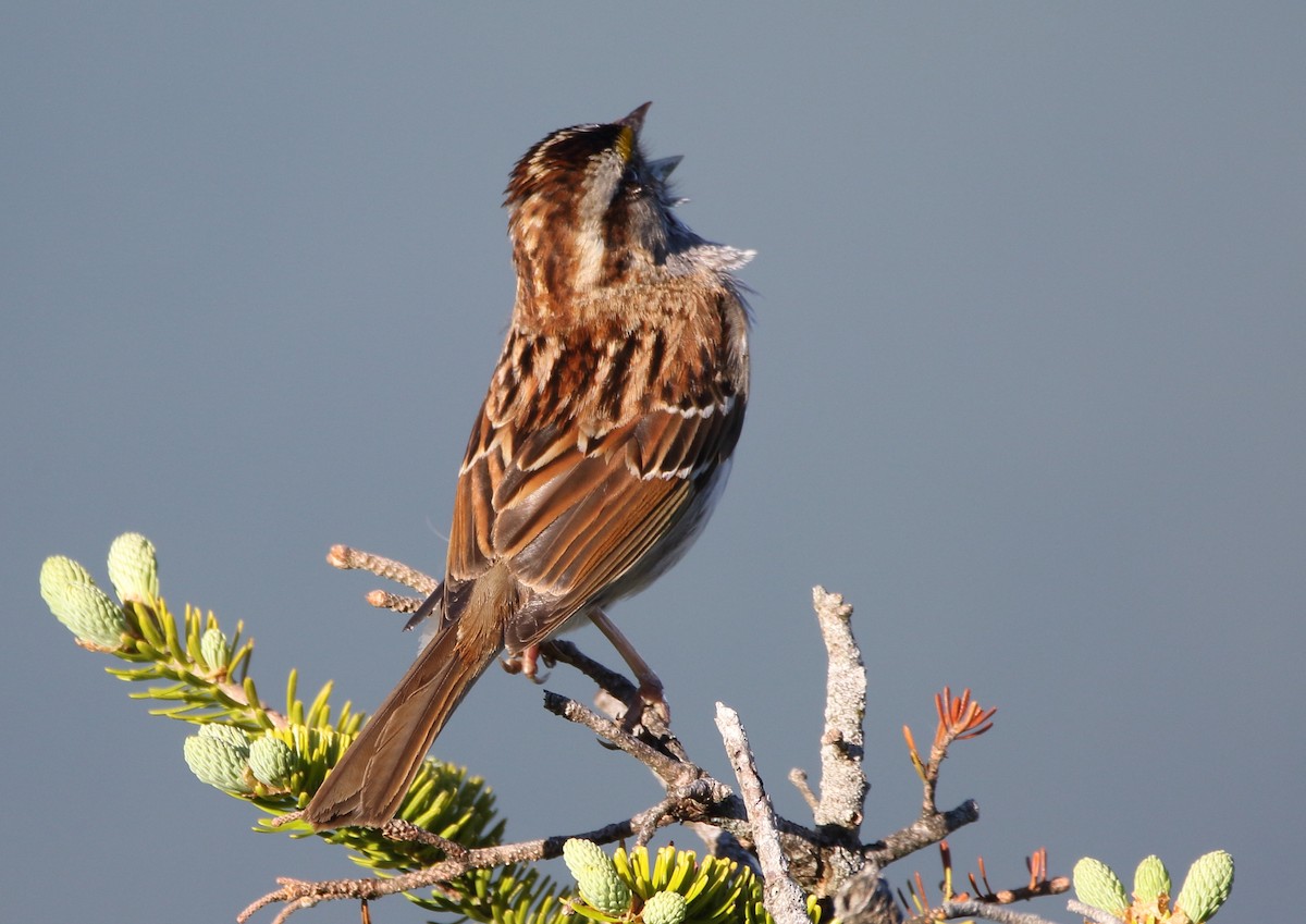 White-throated Sparrow - Jeff Hullstrung