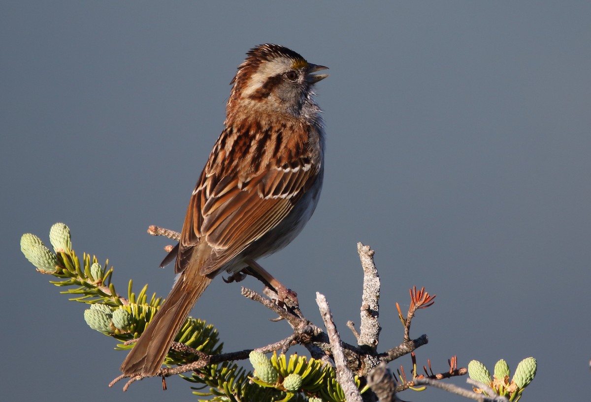 White-throated Sparrow - Jeff Hullstrung