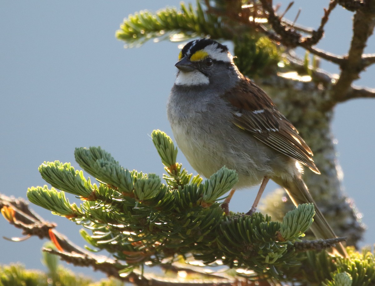 White-throated Sparrow - Jeff Hullstrung
