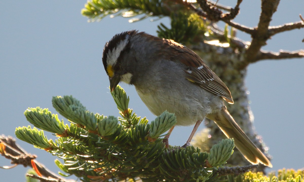 White-throated Sparrow - Jeff Hullstrung