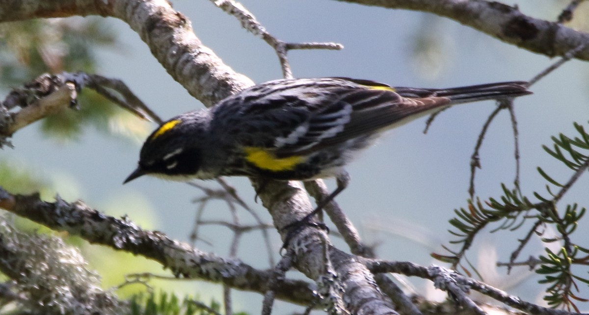 Yellow-rumped Warbler - Jeff Hullstrung