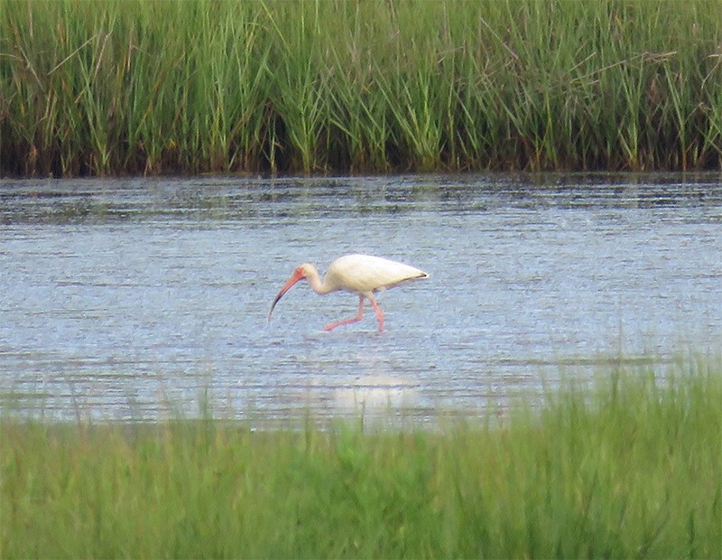 White Ibis - ML105028601