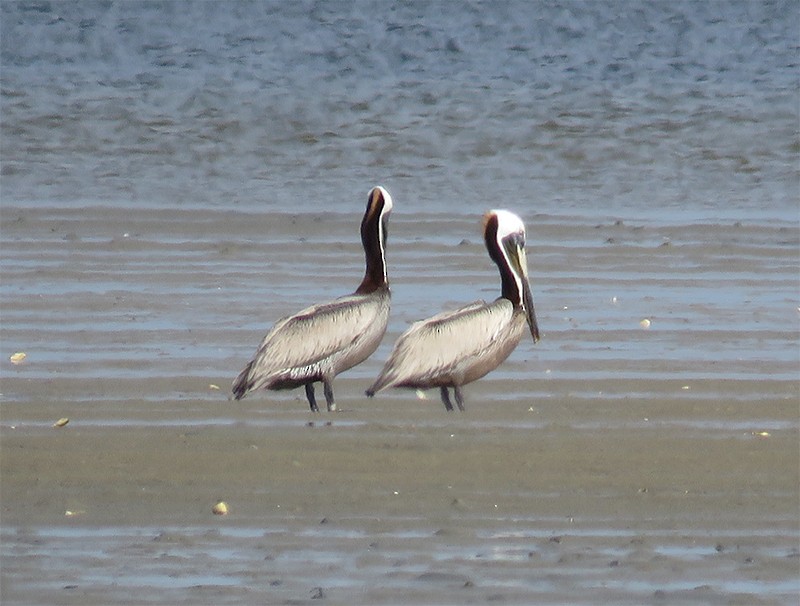 Brown Pelican (Atlantic) - Karen Lebing