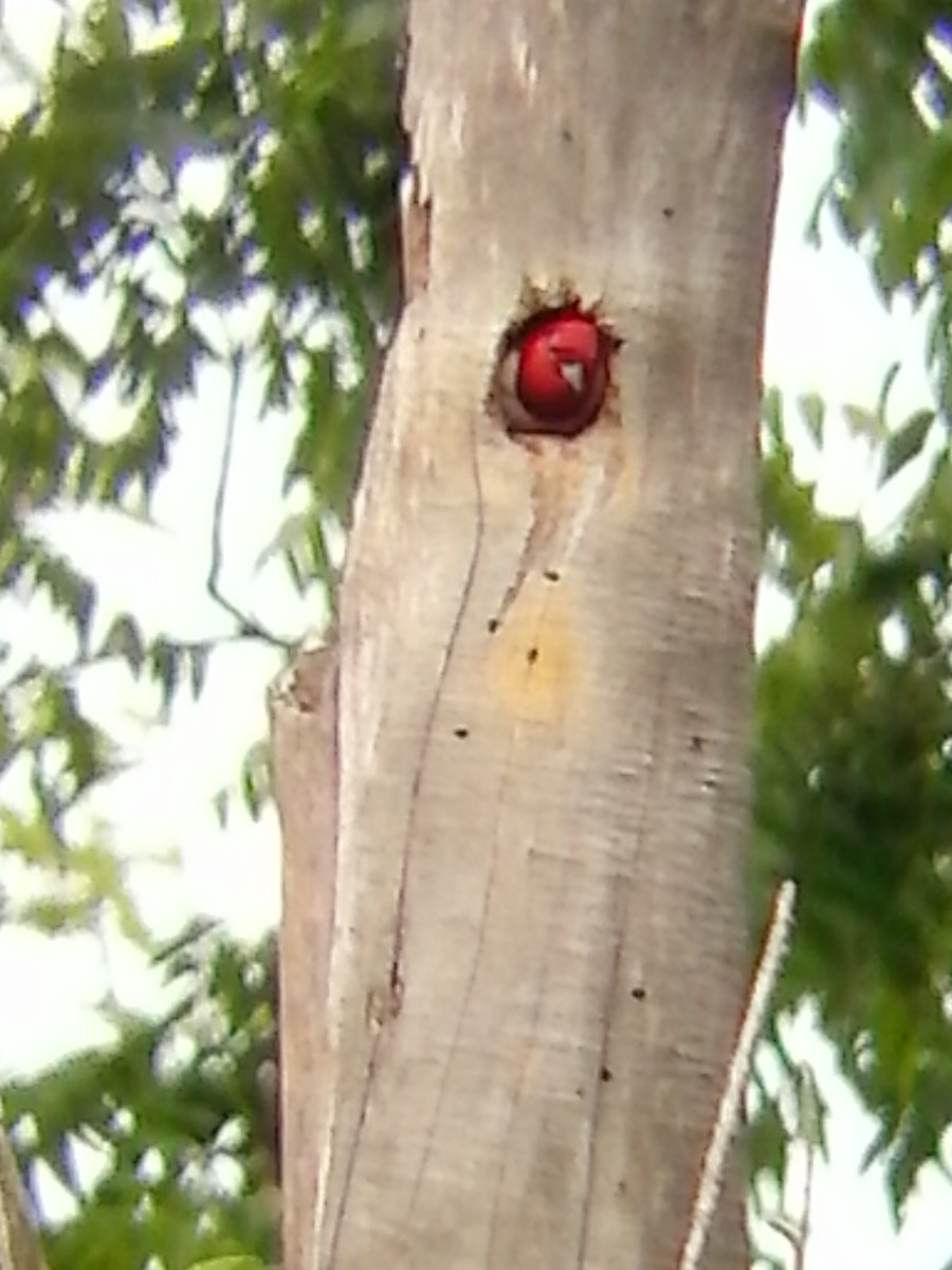 Red-headed Woodpecker - ML105031251