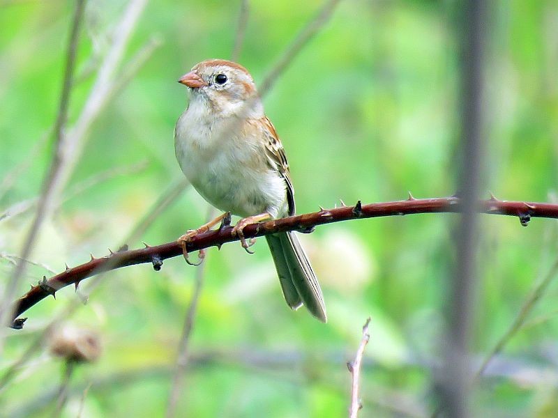 Field Sparrow - ML105032181