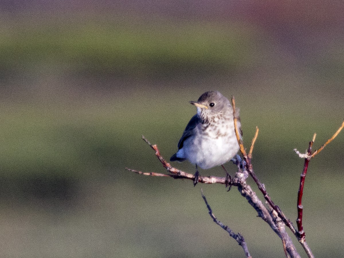 Gray-cheeked Thrush - Bob Martinka