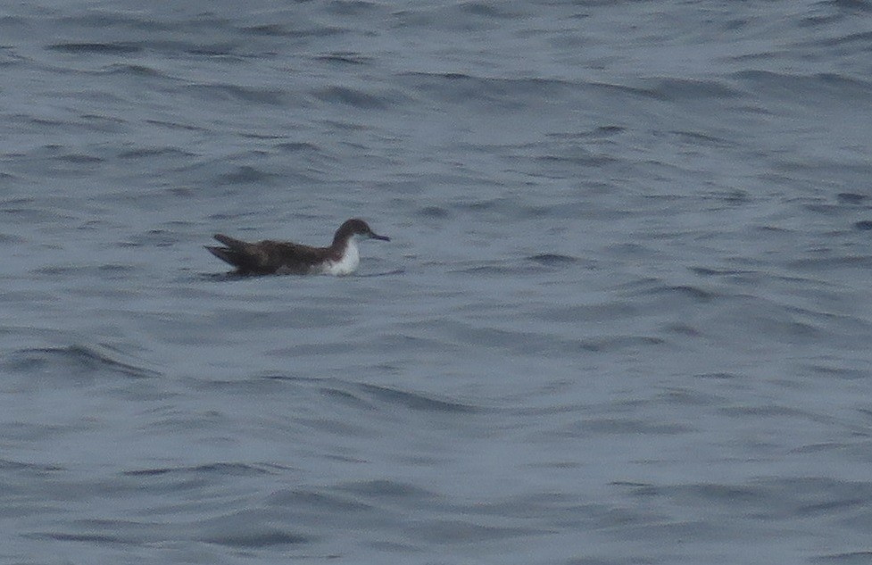 Galapagos Shearwater - ML105032651