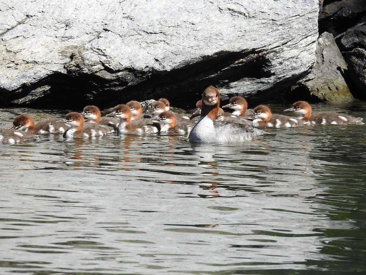 Common Merganser - ML105034261