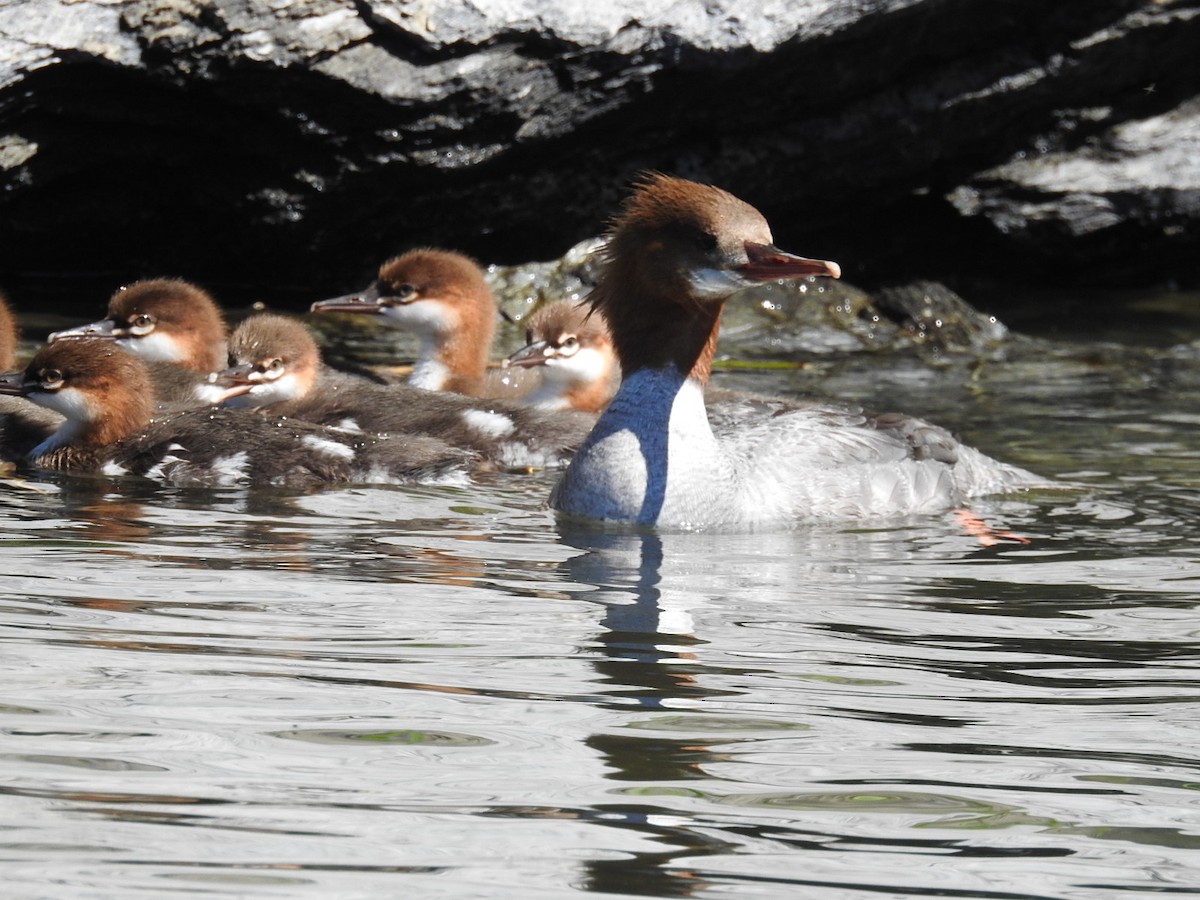 Common Merganser - ML105034271