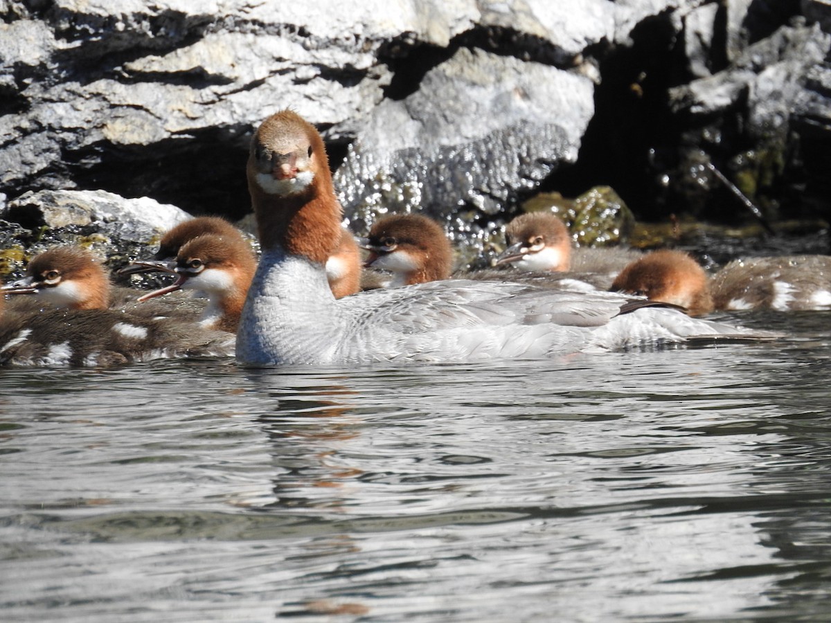 Common Merganser - ML105034331