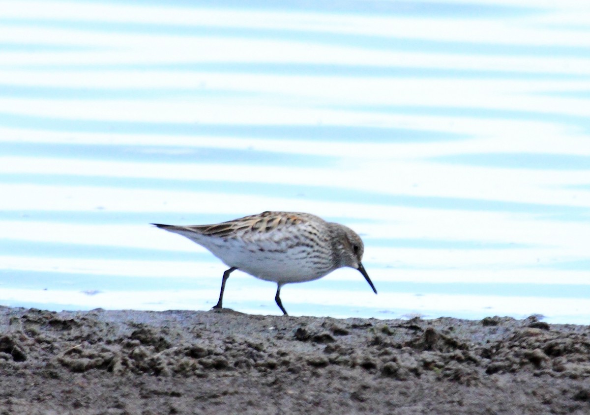 White-rumped Sandpiper - ML105034401